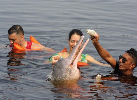 Amazon dolphine