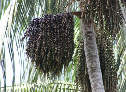 seeds