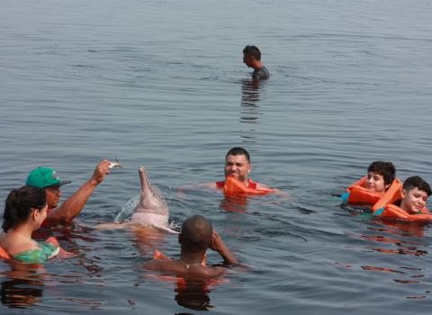 Amazon dolphine
